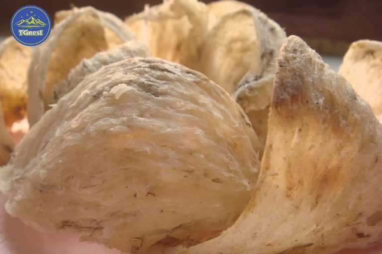 Phân Loại Yến Sào