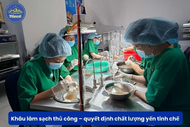 Quy Trình Chế Biến Yến Tinh Chế